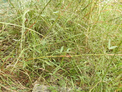 Glycine cyrtoloba