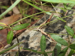 Glycine cyrtoloba
