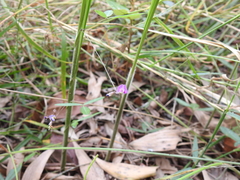 Glycine cyrtoloba