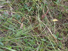 Glycine cyrtoloba