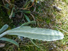 Senecio gunnii