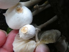 Leucocoprinus muticolor