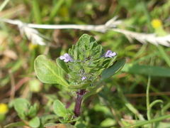 Pogogyne zizyphoroides