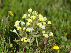 Castilleja campestris