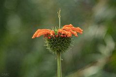 Leonotis nepetifolia