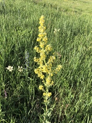 Verbascum speciosum