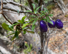 Billardiera longiflora