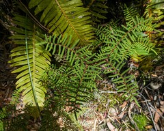 Gleichenia alpina