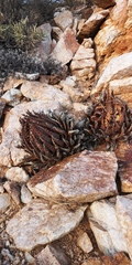 Aloe melanacantha