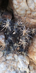 Othonna euphorbioides