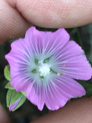 Sidalcea hartwegii