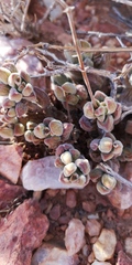 Crassula