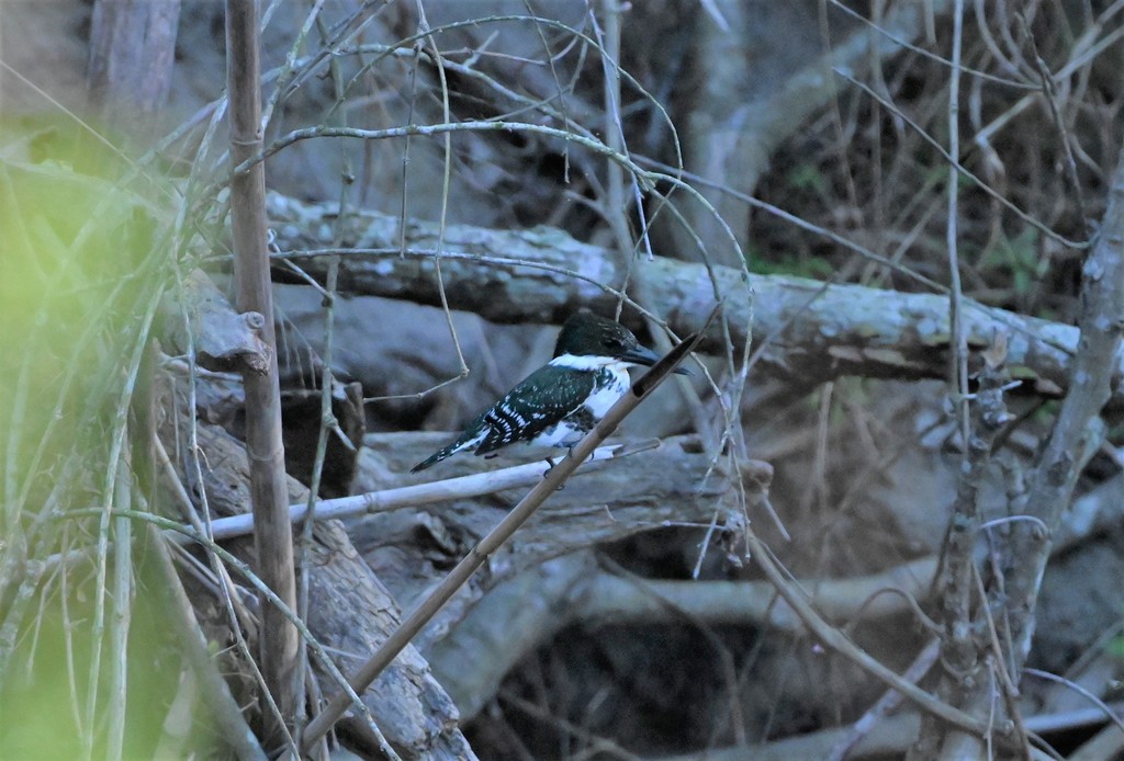 Non Emergency Police Number Near Calallen Corpus Christi Tx