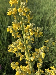 Verbascum speciosum