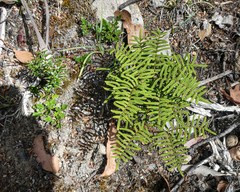 Gleichenia alpina