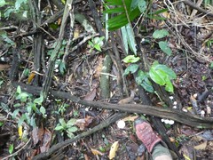 Leucocoprinus muticolor