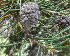 Hakea lissosperma