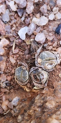 Lithops