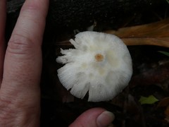 Leucocoprinus muticolor