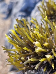 Psilophycus alveatus