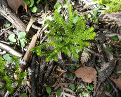 Lycopodium deuterodensum