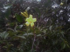 Chrysojasminum humile