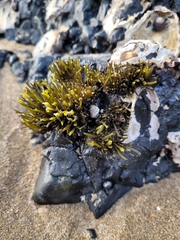 Psilophycus alveatus