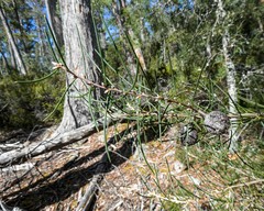 Hakea lissosperma