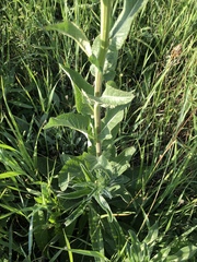 Verbascum speciosum