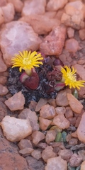 Conophytum bilobum