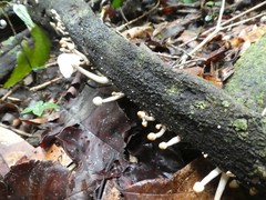 Leucocoprinus muticolor