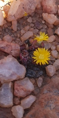 Conophytum bilobum