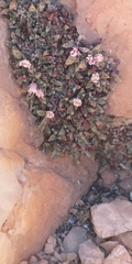 Crassula exilis