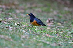 Turdus dissimilis