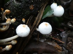 Leucocoprinus muticolor