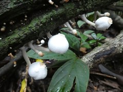 Leucocoprinus muticolor