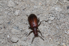 Metriolagria formicicola