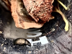 Chrysolina exanthematica