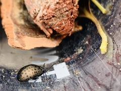 Chrysolina exanthematica