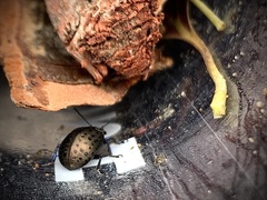 Chrysolina exanthematica