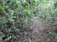 Leucocoprinus muticolor