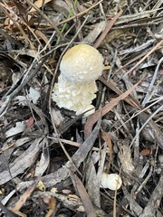 Austroboletus niveus