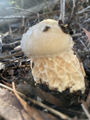 Austroboletus niveus