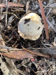 Austroboletus niveus