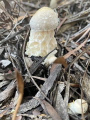 Austroboletus niveus