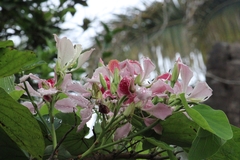 Bauhinia monandra