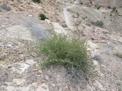 Amelanchier utahensis utahensis