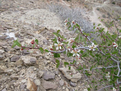 Amelanchier utahensis utahensis