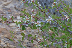 Amelanchier utahensis utahensis