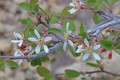 Amelanchier utahensis utahensis